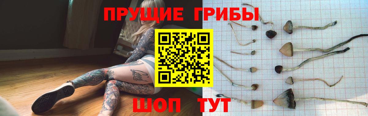 Долгопрудный  Галлюциногенные грибы Psilocybe  Вход с VPN  Псилоцибиновые грибы прущие грибы 